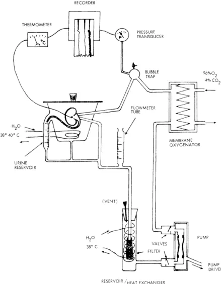 Fig.  X-1.  The  perfusion  system.  The  silastic  pump  is  driven  by  a  pneumatic oscillator  which  has  been  described  previously