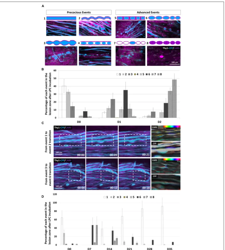 FIGURE 3 | Subcellular effects of LPC incubation on myelin sheath and axons classified according to eight canonical features