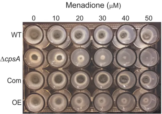 Fig 5. cpsA is required for normal resistance to oxidative stress. A 24-well plate containing GMM supplemented with different concentrations of menadione, was point-inoculated with the A