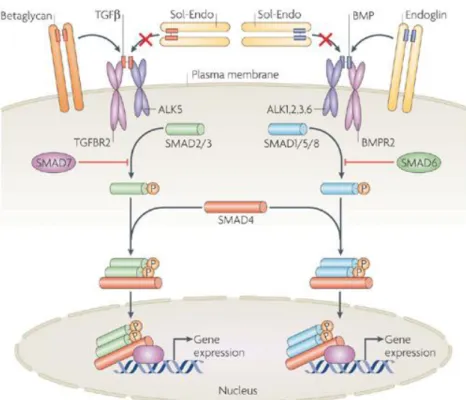 Figure 6 Schematic representation of the Bmp and Tgf-β signaling pathways. 