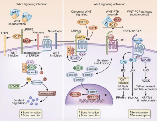 Figure 9 Schematic representation of Wnt signaling pathway.  
