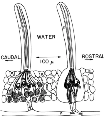 Fig.  XXII-3. Two  organs  of  a  stitch  in  the  lateral  line  of  Necturus.  The hair  cells  (h)  are  surrounded  and  separated  by  a  nest  of supporting  cells  (s)  that  is  embedded  in  the  epithelial  layer of the  skin  (e)