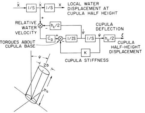 Fig.  XXII-7.  Dynamic  model  of  a  freestanding  lateral-line  cupula.