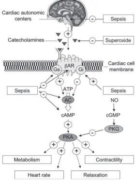 Figure 8 : Signalisation adrénergique et conséquences cardiaques dans le sepsis. 