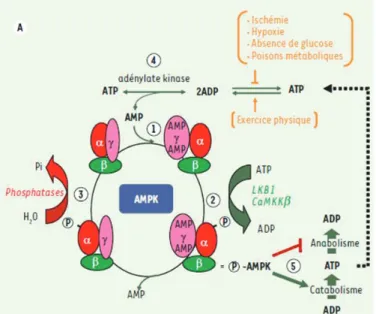 Figure 15 : Activation et régulation de l’AMPK. 