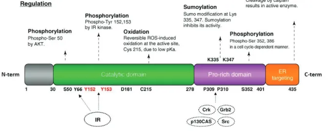 Figure 22 : Structure et régulation de la PTP1B. 