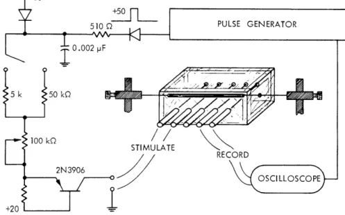 Fig.  XI-l. Experimental  apparatus.  The  nerve  rests  on  silver  electrodes mounted  0