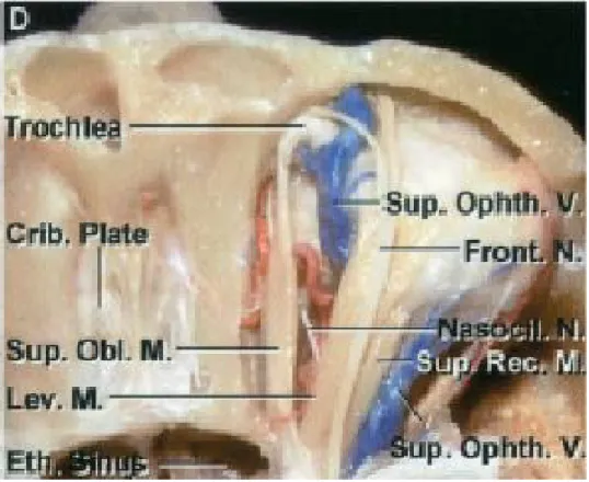 Fig. 9 : Vue anatomique supérieure de l’orbite après craniectomie  du toit et dissection du périoste.[12]  