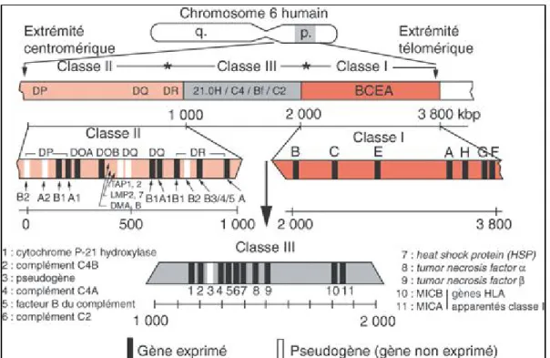 Figure 1 : Carte génomique du CMH. 