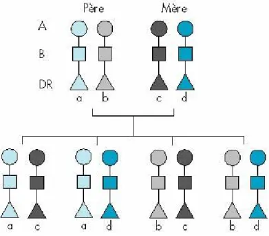 Figure 3 : Haplotypes HLA codominants. 