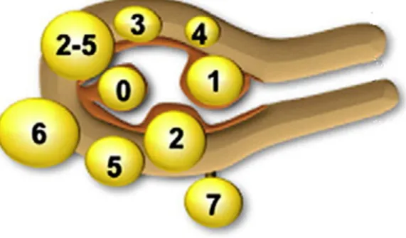 Figure 5: Classification des fibromes utérins 