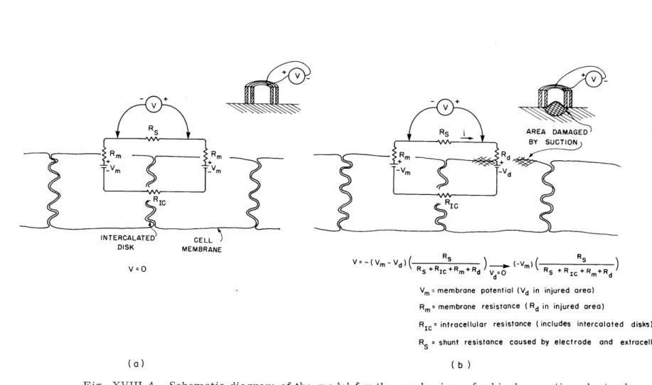 Fig.  XVIII-4.  Schematic  diagram  of  the  model  for  the  mechanism  of  a  bipolar  suction  electrode.