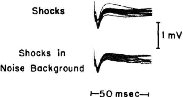 Fig.  XVIII-6.  Cortical  responses  to  electric  shocks  applied  to  the  auditory  radiations.