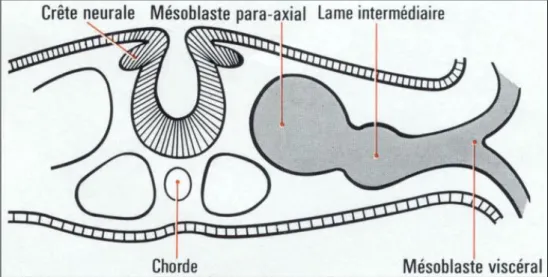 Figure 1 : Embryon humain vers le 19ème jour. 