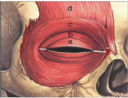 Figure  5 : Muscles orbiculaire et frontal 