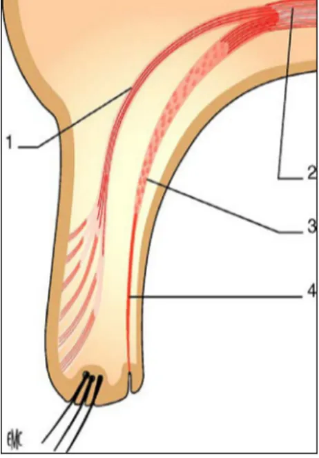 Figure 12 : muscle releveur de la paupière supérieure. 