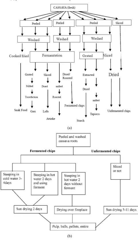 Figure 2  Different cassava products process, (a) principal product derivate from cassava   (b) production of different cassava chips 