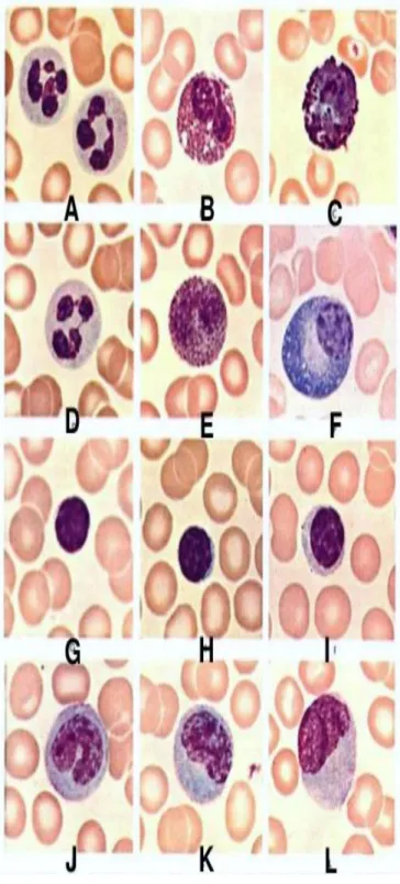 Figure 12. Morphologie des différentes cellules sanguines sur un frottis sanguin coloré au Wright.[12] 