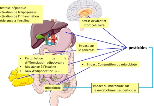 Figure  2  :  Exemple  de  cibles  des  pesticides  conduisant  à  des  perturbations  métaboliques  au  niveau  de  l'organisme 