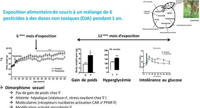 Figure 3: Impact d'une exposition alimentaire à un cocktail de pesticides (Lukowicz et al., 2018) 