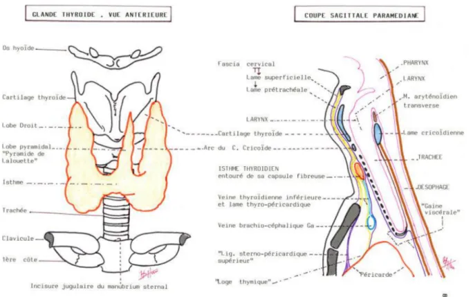 Figure 1 : Vue antérieure et coupe sagittale paramédiane de la glande thyroïde. 