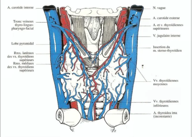 Figure 2 : Vascularisation de la thyroïde – vue antérieure 