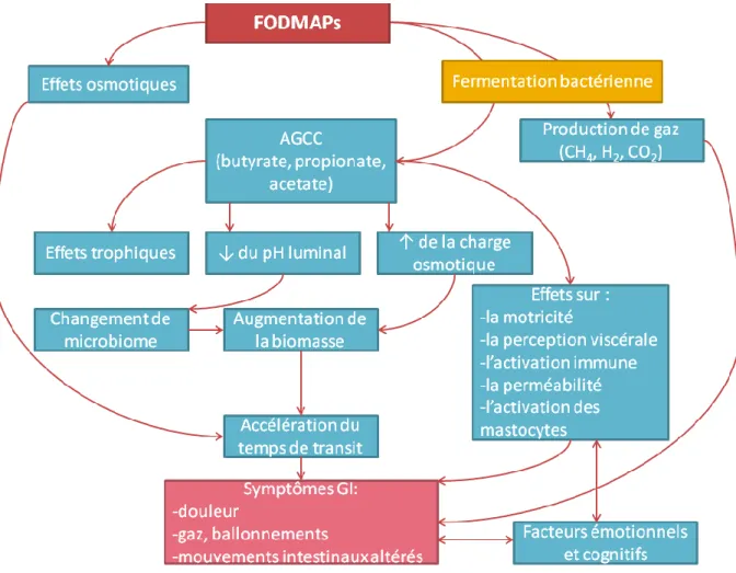 Figure  3  :  Mécanismes  par  lesquels  les  FODMAPs  peuvent  causer  des  symptômes  gastro- gastro-intestinaux (47) 