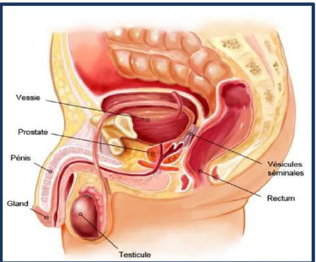 Figure 1. Anatomie des organes génitaux masculins[9] 