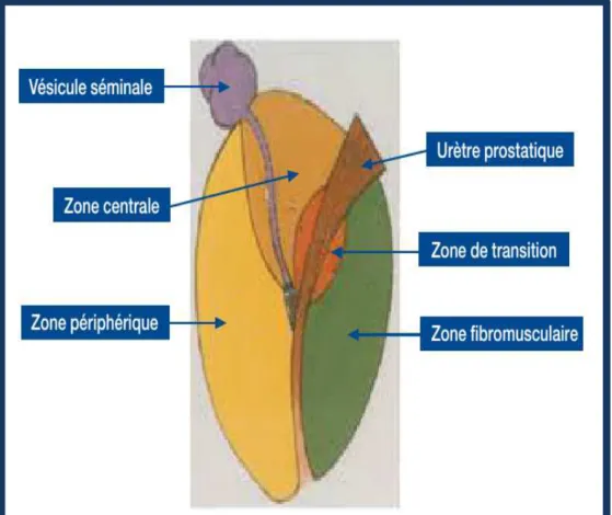 Figure 2. Coupe anatomique de la prostate[10] 