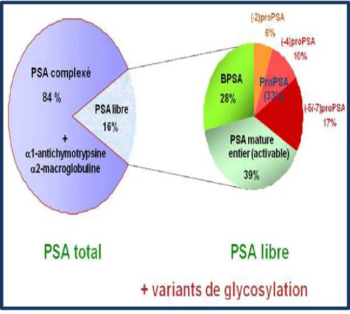 Figure 4. Composition du PSA total et du PSA libre[47] 