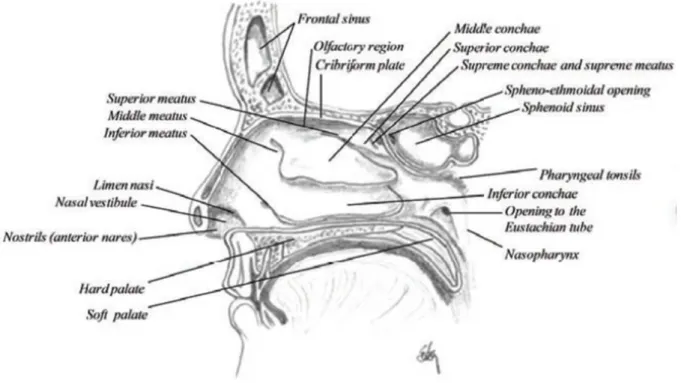 Figure 3 Sagittal section of the nasal cavity.   