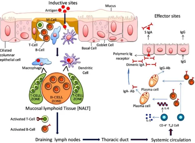 Figure 4 Mucosal immune response.  