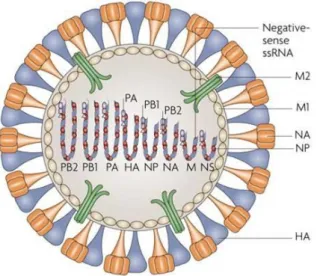 Figure 6 Schema of Influenza A virus.  