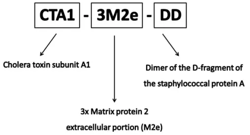 Figure 8 Adjuvanted antigen CTA1-3M2e-DD.  