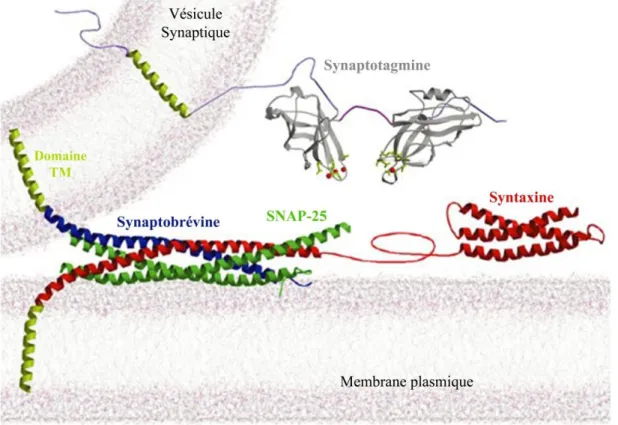 Figure 8 : Les protéines SNAREs. Les protéines SNAREs de la membrane plasmique sont la SNAP- SNAP-25 et la syntaxine; les protéines SNAREs vésiculaires sont les synaptobrévines et le senseur calcique  est la synaptotagmine (Image adaptée de : Littleton et 