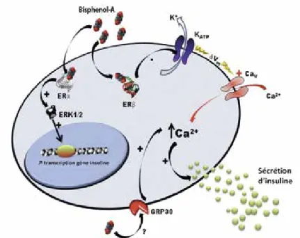 Figure 2 : Modèle d’action du BPA sur la cellule β pancréatique. D’après Ropero, Pang et al., 2012 ; Soriano, Alonso-Magdalena et al., 2012.