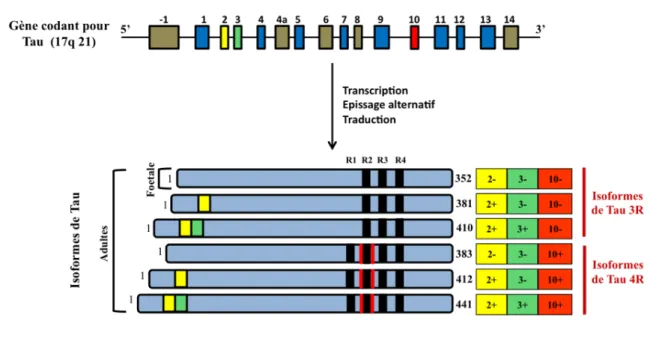 Figure 1:  Représentation  schématique  du  gène  et  des  différentes  isoformes  de  Tau  dans  le  système  nerveux central