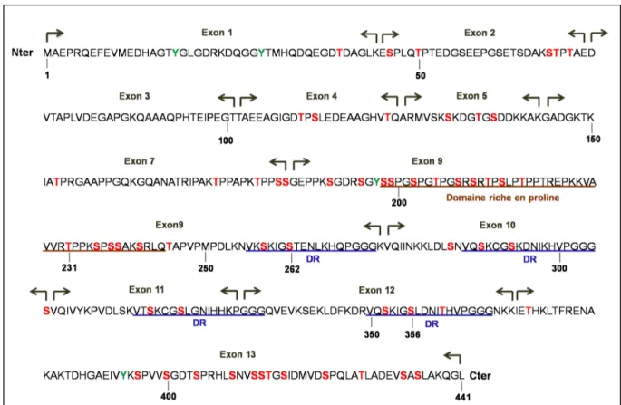 Figure  3:  Séquence  primaire  de  l’isoforme  de  Tau  la  plus  longue  2+3+10+.  Les  protéines  Tau  sont  constituées d’un domaine riche en proline dont la séquence est surlignée en marron et de domaines de répétés  (DR)  surlignés  en  bleu