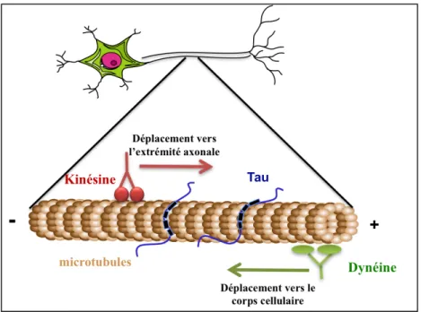 Figure  4 :  Représentation  schématique  simplifiée  du  transport  axonal.  