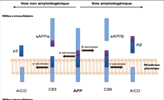 Figure 10 : Les voies de métabolisme de l’APP. Lorsque le premier clivage est réalisé par  l'!-sécrétase, deux peptides sont obtenus, l’sAPP! et le peptide C83