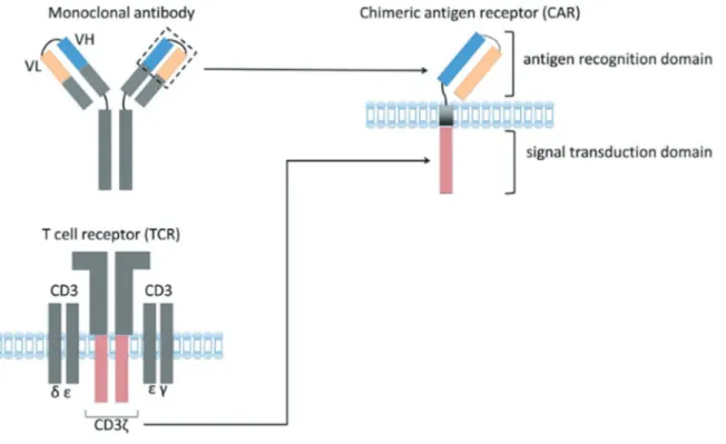 Figure 7: Structure du récepteur de l'antigène chimérique (CAR) [42]. 