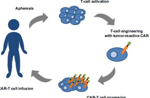 Figure 8: Le processus de la thérapie par les cellules CAR-T [45]. 