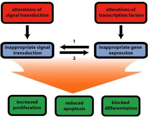 Figure 3 : Intéraction des différentes altérations moléculaires dans le développement  d'AML
