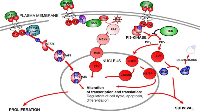 Figure 5: Représentation schématique de certaines voies de signalisation  intracellulaire avec la pertinence de la pathogenèse de l'AML