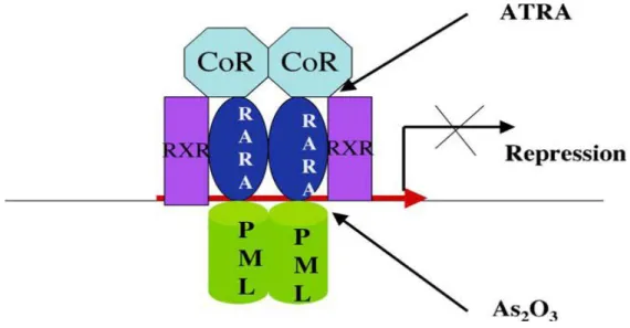 Figure 9 : Répression  transcriptionnelle par PML-RARα dans APL et les effets  d'ATRA et de Trioxyde Arsenic