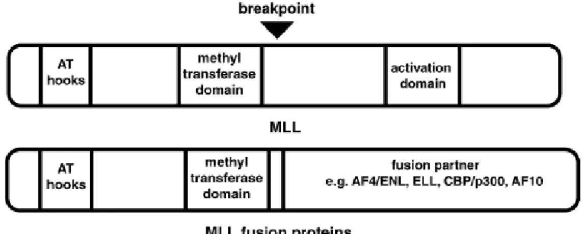 Figure 10 : Représentation schématique des domaines de la protéine sauvage MLL et  des protéines de fusion MLL