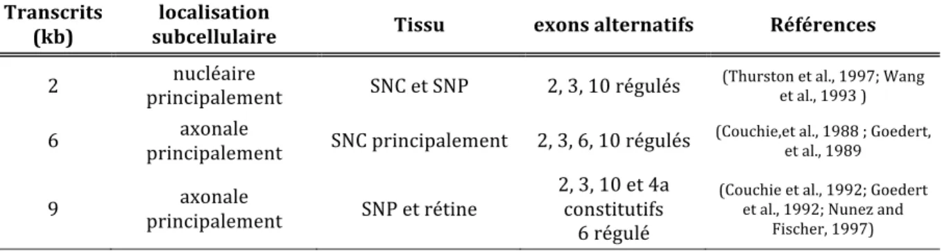 Tableau  2.  Distribution  et  composition  en  exons  des  transcrits  Tau.  Les  transcrits  de  2  et  6kb  se  distinguent par leurs sites de polyadénylation distants de 4kb et sont exprimés dans le système nerveux  central  (SNC)  principalement.  Le 