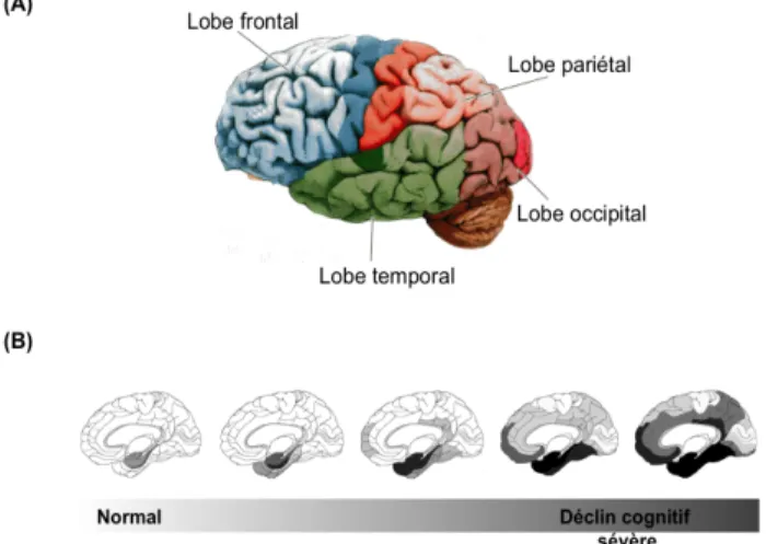 Figure  7.  (A)  Régions  cérébrales  et  (B)  distribution  topographique  de  la  DNF  dans  la  MA.  (A)  Le  cortex  cérébral  est  divisé  en  quatre  lobes :  les  lobes  frontal,  pariétal, occipital et temporal. Les lobes de  l’insula et le lobe li