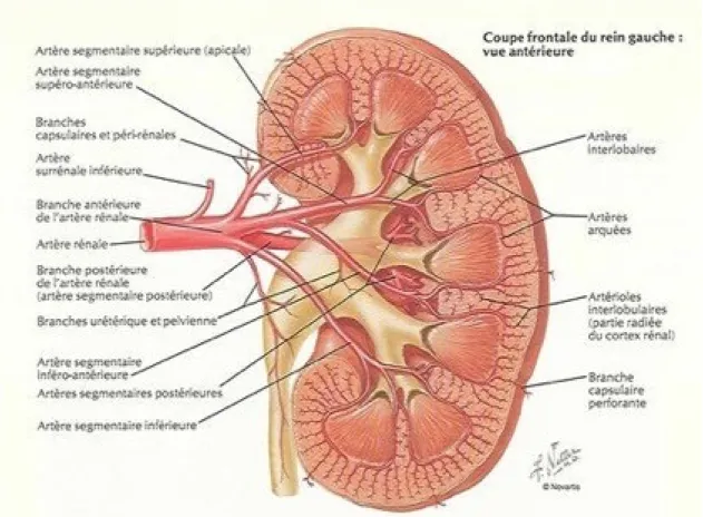 figure 6 :artères intra-rénales [3] 