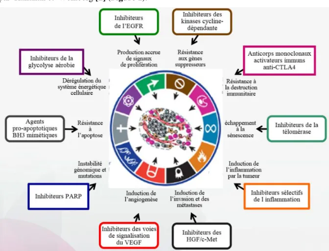 Figure 1 : Les mécanismes fondamentaux de l’oncogenèse et leur ciblage potentiel par une thérapie  ciblée (Hanahan, 2011)
